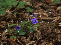 NL, Limburg, Echt-Susteren, Doort 44, Saxifraga-Hans Boll