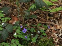 NL, Limburg, Echt-Susteren, Doort 45, Saxifraga-Hans Boll