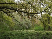 NL, Limburg, Echt-Susteren, Doort 48, Saxifraga-Hans Boll