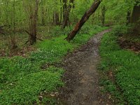 NL, Limburg, Echt-Susteren, Doort 62, Saxifraga-Hans Boll