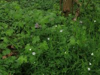 NL, Limburg, Echt-Susteren, Doort 64, Saxifraga-Hans Boll