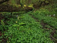 NL, Limburg, Echt-Susteren, Doort 68, Saxifraga-Hans Boll