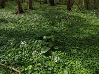 NL, Limburg, Echt-Susteren, Doort 95, Saxifraga-Hans Boll