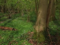 NL, Limburg, Echt-Susteren, Doort 98, Saxifraga-Hans Boll