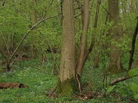 NL, Limburg, Echt-Susteren, Doort 99, Saxifraga-Hans Boll