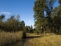 NL, Limburg, Nederweert, In den Vloed 21, Saxifraga-Jan van der Straaten