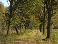 NL, Limburg, Nederweert, In den Vloed 6, Saxifraga-Jan van der Straaten