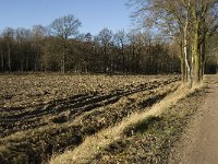 NL, Limburg, Nederweert, Middelste Hout 1, Saxifraga-Jan van der Straaten