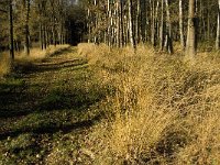 NL, Limburg, Nederweert, Middelste Hout 11, Saxifraga-Jan van der Straaten