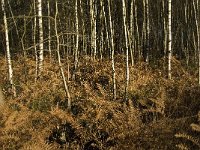 NL, Limburg, Nederweert, Middelste Hout 5, Saxifraga-Jan van der Straaten