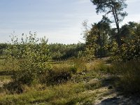 NL, Limburg, Nederweert, Weerterbosch 13, Saxifraga-Jan van der Straaten