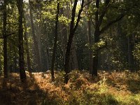 NL, Limburg, Nederweert, Weerterbosch 6, Saxifraga-Jan van der Straaten