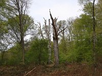 NL, Limburg, Roerdalen, Posterholt 3, Saxifraga-Bart Vastenhouw