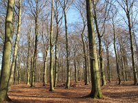 NL, Limburg, Roerdalen, Posterholt 7, Saxifraga-Bart Vastenhouw