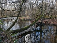 NL, Limburg, Roermond, Swalm 8, Saxifraga-Tom Heijnen