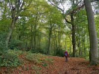 NL, Limburg, Vaals, Malensbosch 1, Saxifraga-Tom Heijnen