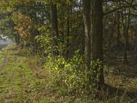 NL, Limburg, Weert, Areven 4, Saxifraga-Jan van der Straaten