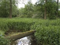 NL, Noord-Brabant, Baarle-Nassau, Halsche Beemden 145, Saxifraga-Willem van Kruijsbergen