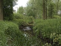 NL, Noord-Brabant, Baarle-Nassau, Halsche Beemden 146, Saxifraga-Willem van Kruijsbergen