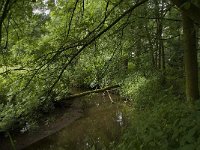 NL, Noord-Brabant, Baarle-Nassau, Halsche Beemden 147, Saxifraga-Willem van Kruijsbergen