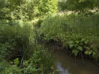 NL, Noord-Brabant, Baarle-Nassau, Halsche Beemden 150, Saxifraga-Willem van Kruijsbergen