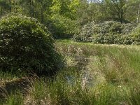 NL, Noord-Brabant, Baarle-Nassau, Hollandsche Bosschen 6, Saxifraga-Jan van der Straaten