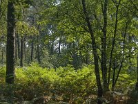 NL, Noord-Brabant, Boxtel, Fransman 6, Saxifraga-Jan van der Straaten