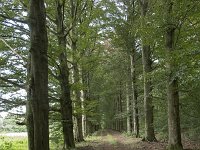 NL, Noord-Brabant, Goirle, Landgoed De Hoevens 42, Saxifraga-Willem van Kruijsbergen