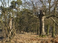 NL, Noord-Brabant, Heeze-Leende, Valkenhorst 2, Saxifraga-Marijke Verhagen