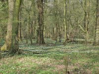 NL, Noord-Brabant, Hilvarenbeek, De Hertgang 2, Saxifraga-Tom Heijnen