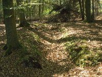 NL, Noord-Brabant, Oirschot, De Baest 6, Saxifraga-Jan van der Straaten