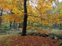 NL, Noord-Brabant, Oirschot, Landgoed Baest S of Wilhelminakanaal 5, Saxifraga-Tom Heijnen