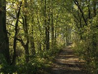 NL, Noord-Brabant, Sint Michielsgestel, Patersberg 2, Saxifraga-Jan van der Straaten