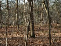 NL, Noord-Brabant, Tilburg, De Oude Warande 6, Saxifraga-Jan van der Straaten