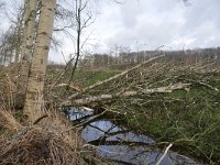 NL, Noord-Brabant, Valkenswaard, Driebruggen 5, Saxifraga-Tom Heijnen