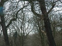 NL, Noord-Holland, Castricum, Noord-Hollands Duinreservaat, Schapenweg 2, Saxifraga-Jan van der Straaten