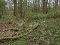 NL, Overijssel, Dinkelland, Achter de Voort 23, Saxifraga-Hans Boll