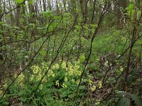 NL, Overijssel, Dinkelland, Achter de Voort 24, Saxifraga-Hans Boll