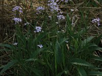 NL, Overijssel, Dinkelland, Agelerbroek 47, Saxifraga-Hans Boll