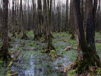 NL, Overijssel, Dinkelland, Agelerbroek 5, Saxifraga-Hans Boll