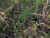 NL, Overijssel, Dinkelland, Agelerbroek 6, Saxifraga-Hans Boll