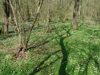 NL, Overijssel, Losser, Smoddebos 4, Saxifraga-Mark Zekhuis