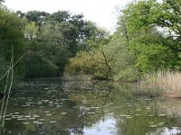 NL, Overijssel, Ommen, Beerze 4, Saxifraga-Hans Boll