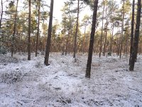 NL, Overijssel, Ommen, Beerze 8, Saxifraga-Mark Zekhuis