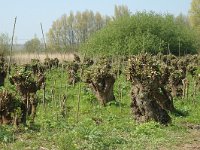 NL, Zuid-Holland, Dordrecht, Oeverlanden Nieuwe Merwede 4, Saxifraga-Jan van der Straaten