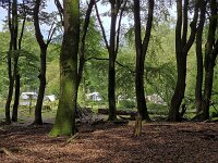 Camp site seenthrough beech forest with dancing trees  Camp site seenthrough beech forest with dancing trees : beech forest, beech, beeches, dancing trees, winding trees, wistling, crooked, forest, woodland, woods, tree, trees, trunk, trunks, foliage, green, nature, natural, leaf, leaves, rural, landscape, rural landscape, rural scene, non-urban landscape, non-urban scene, outside, outdoor, outdoors, no people, nobody, season, summer, summertime, speulder bos, sprielderbos, Ermelo, Gelderland, Netherlands, Dutch, Holland, Europe, European, camp site, camping, caravan, camper, camper van, recreation, holidays