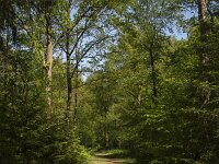 Footpath in deciduous forest, Sellingerbossen, Sellingen, Groningen, Netherlands  Footpath in deciduous forest, Sellingerbossen, Sellingen, Groningen, Netherlands : footpath, path, track, shadow, shadows, forest, woodland, woods, tree, trees, trunk, trunks, foliage, green, nature, natural, leaf, leaves, rural, landscape, rural landscape, rural scene, non-urban landscape, non-urban scene, outside, outdoor, outdoors, no people, nobody, summer, summertime, spring, springtime, sellingerbossen, sellingen, westerwolde, groningen, netherlands, holland, dutch, europe, european, deciduous