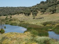 E, Caceres, La Aldea del Obispo, Rio Tozo 1, Saxifraga-Jan van der Straaten