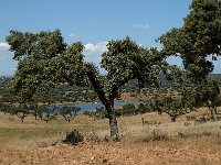 E, Caceres, Serradilla, Montfrague 3, Saxifraga-Jan van der Straaten
