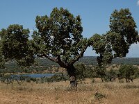 E, Caceres, Serradilla, Montfrague 8, Saxifraga-Jan van der Straaten